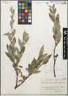 Foto von Salix glauca L.
